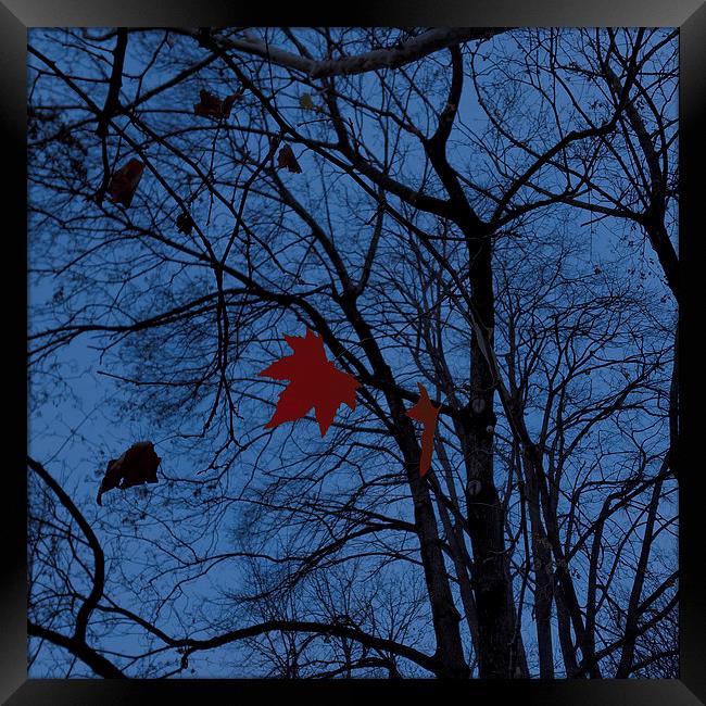  leaves in moonlight Framed Print by Marinela Feier