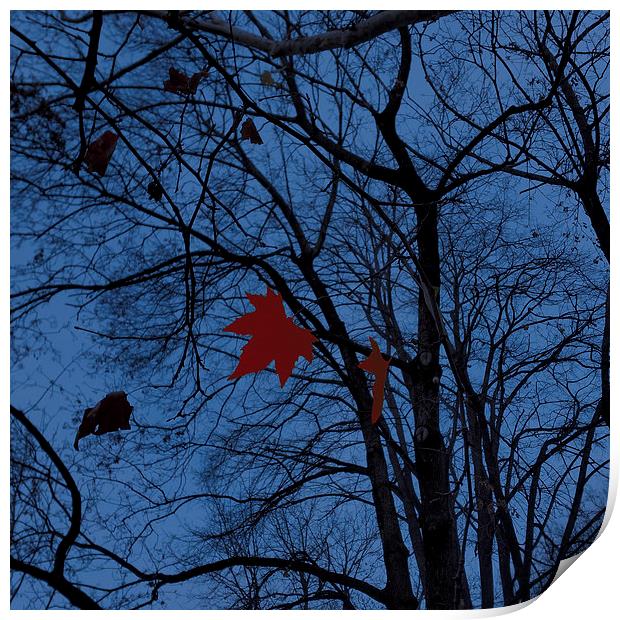 leaves in moonlight Print by Marinela Feier