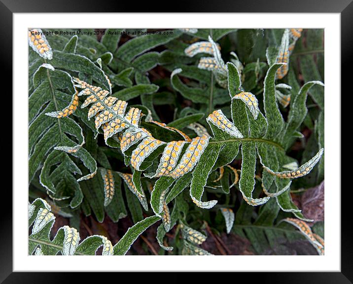  Frosted Fern Framed Mounted Print by Robert Murray