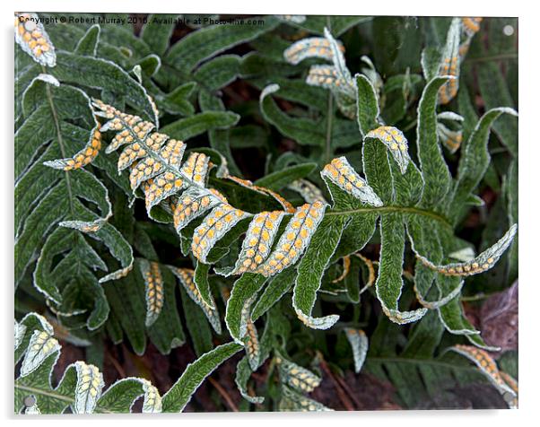  Frosted Fern Acrylic by Robert Murray