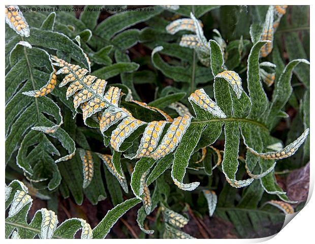  Frosted Fern Print by Robert Murray