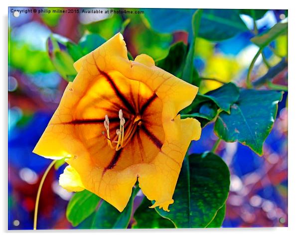  Tenerife Flower Acrylic by philip milner