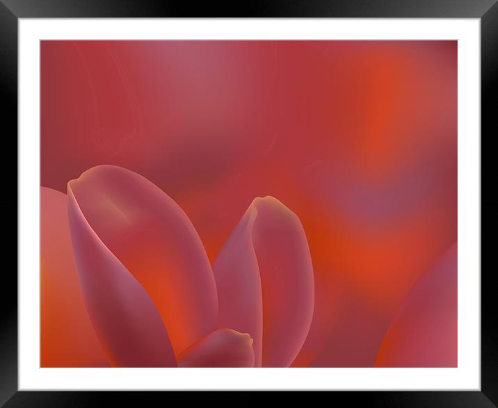 Pink Tulip Petals Framed Mounted Print by Lidiya Drabchuk