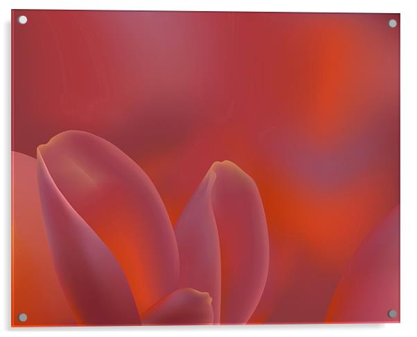 Pink Tulip Petals Acrylic by Lidiya Drabchuk