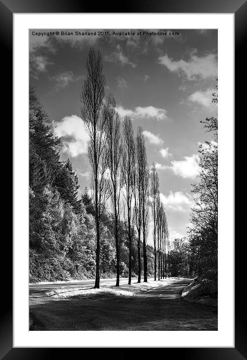  Line Of Trees, Carhaix, Bretagne, France Framed Mounted Print by Brian Sharland