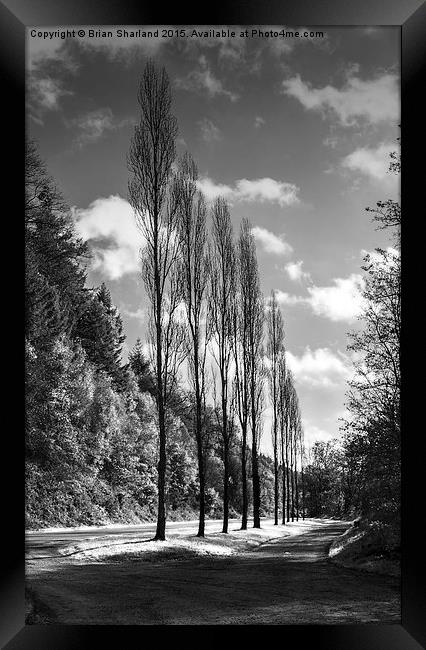  Line Of Trees, Carhaix, Bretagne, France Framed Print by Brian Sharland
