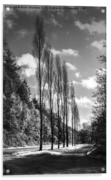  Line Of Trees, Carhaix, Bretagne, France Acrylic by Brian Sharland