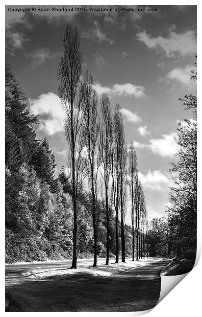  Line Of Trees, Carhaix, Bretagne, France Print by Brian Sharland