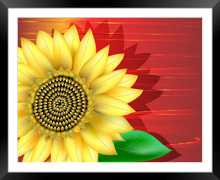 Sunflower Close-up Framed Mounted Print by Lidiya Drabchuk