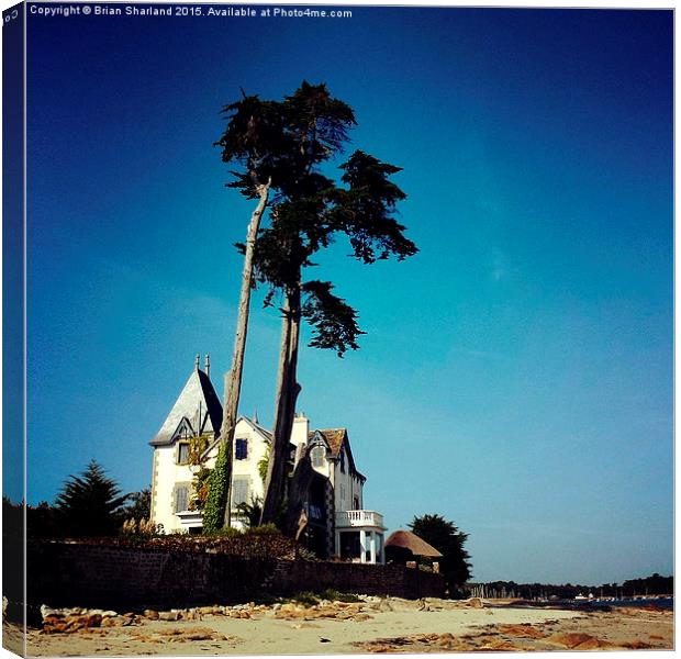  Pines At Loctudy, Finistère, Bretagne, France Canvas Print by Brian Sharland