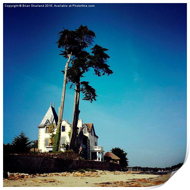  Pines At Loctudy, Finistère, Bretagne, France Print by Brian Sharland
