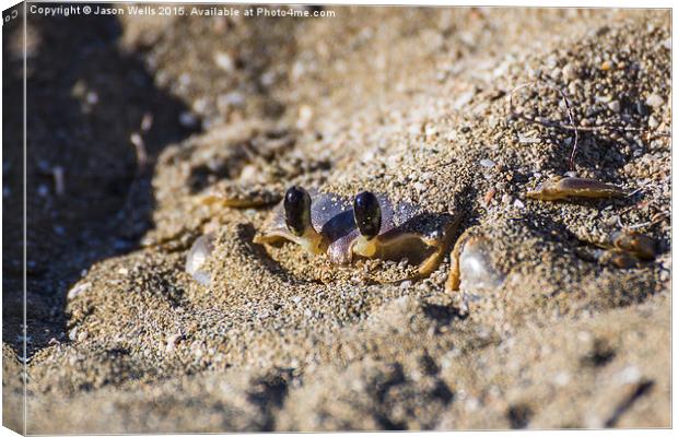 Sand crab begins to emerge from the sand Canvas Print by Jason Wells