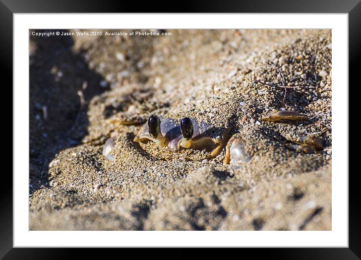 Sand crab begins to emerge from the sand Framed Mounted Print by Jason Wells