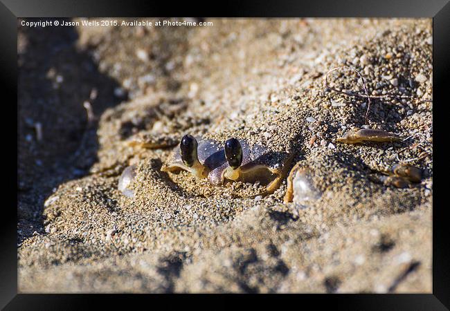 Sand crab begins to emerge from the sand Framed Print by Jason Wells