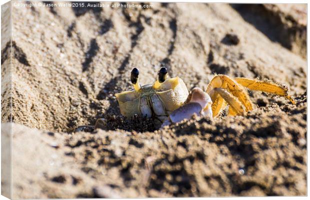 Crab going back into its burrow Canvas Print by Jason Wells