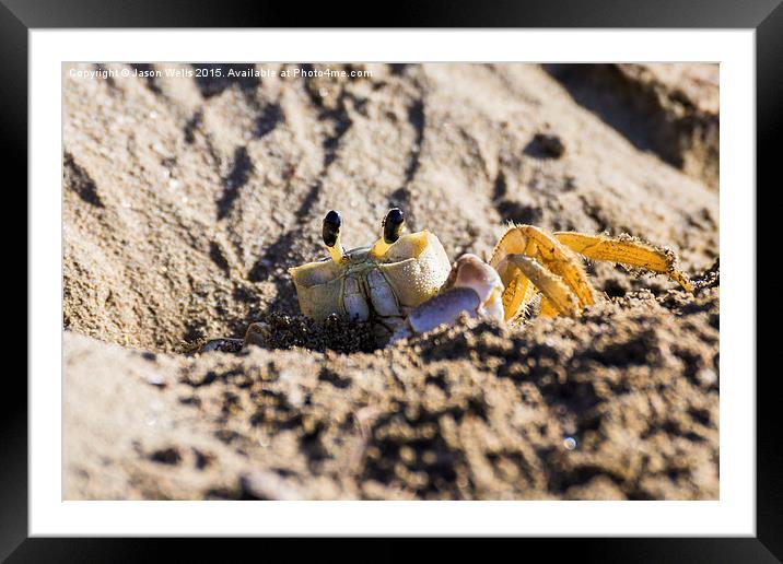 Crab going back into its burrow Framed Mounted Print by Jason Wells