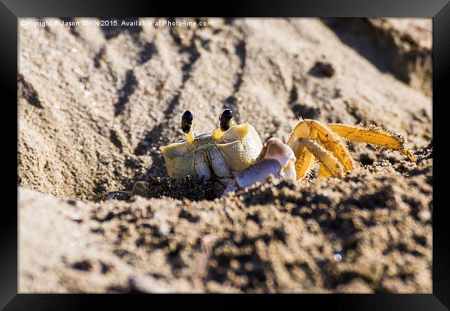 Crab going back into its burrow Framed Print by Jason Wells