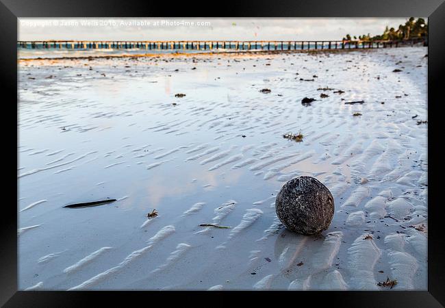 Coconut washed up on the beach Framed Print by Jason Wells