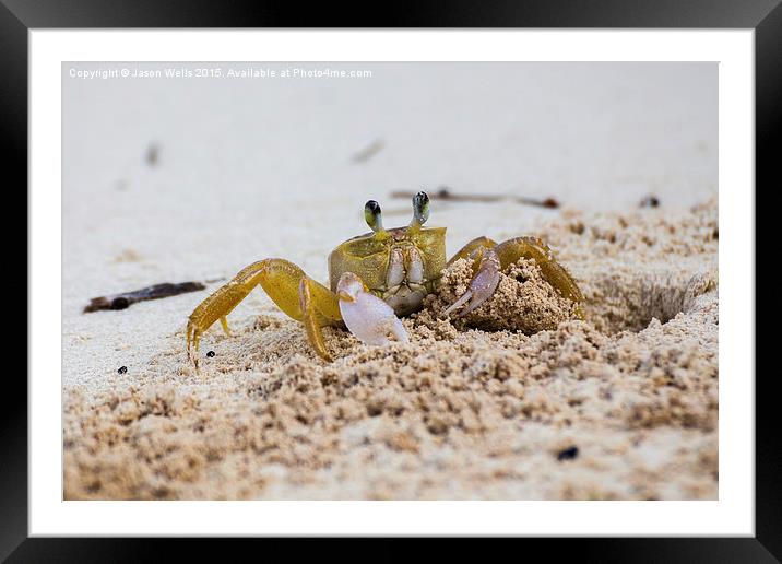 Sand crab showing it's claws Framed Mounted Print by Jason Wells