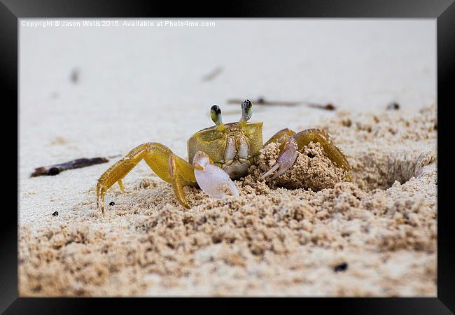 Sand crab showing it's claws Framed Print by Jason Wells