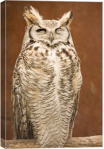 Great Horned Owl Canvas Print by Ian Middleton