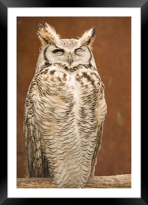 Great Horned Owl Framed Mounted Print by Ian Middleton