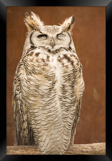 Great Horned Owl Framed Print by Ian Middleton