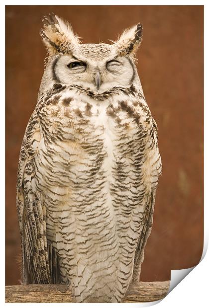 Great Horned Owl Print by Ian Middleton