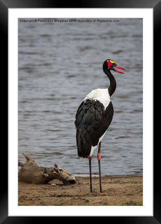  Saddle Billed Stork Framed Mounted Print by Petronella Wiegman