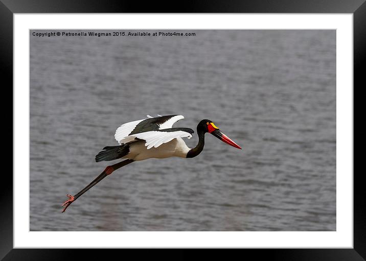 Saddle Billed Stork Framed Mounted Print by Petronella Wiegman