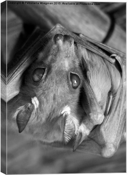 Epaulette fruitbat  Canvas Print by Petronella Wiegman