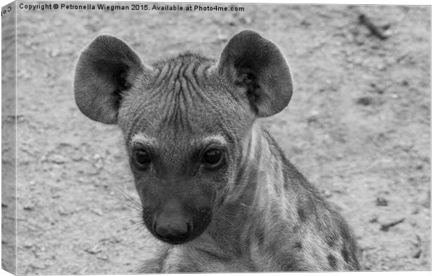 Hyena cub Canvas Print by Petronella Wiegman