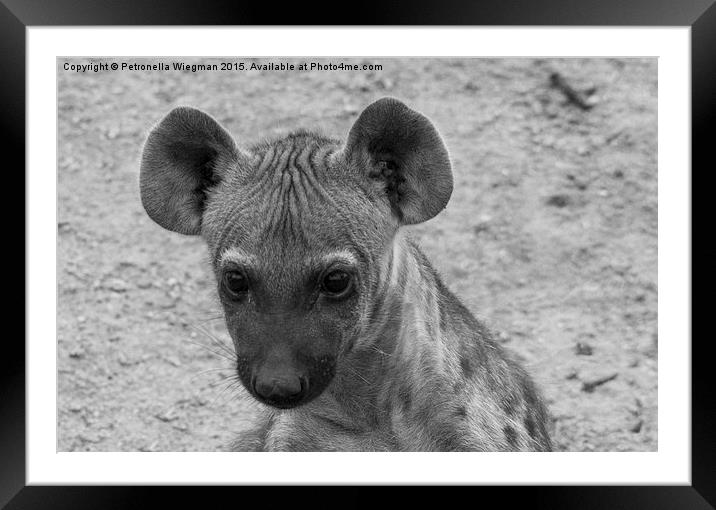 Hyena cub Framed Mounted Print by Petronella Wiegman