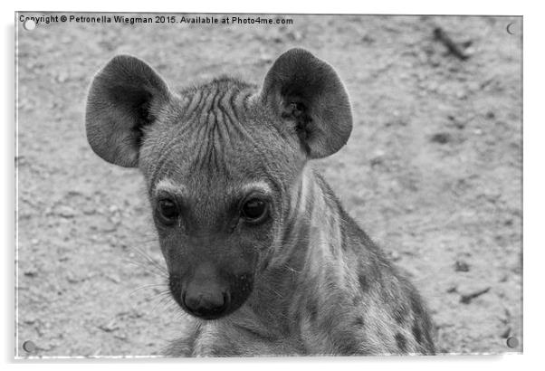 Hyena cub Acrylic by Petronella Wiegman