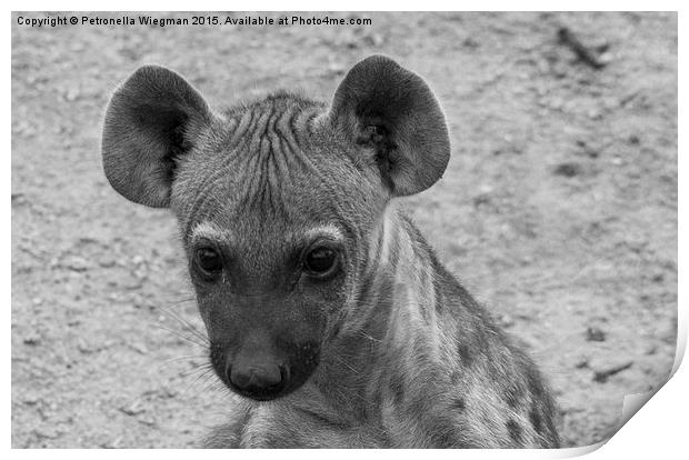 Hyena cub Print by Petronella Wiegman