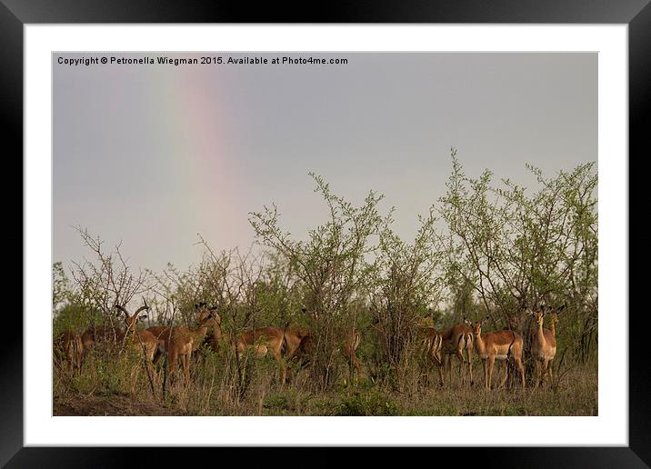 Impalas under rainbow Framed Mounted Print by Petronella Wiegman