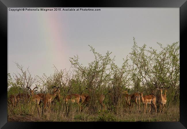 Impalas under rainbow Framed Print by Petronella Wiegman