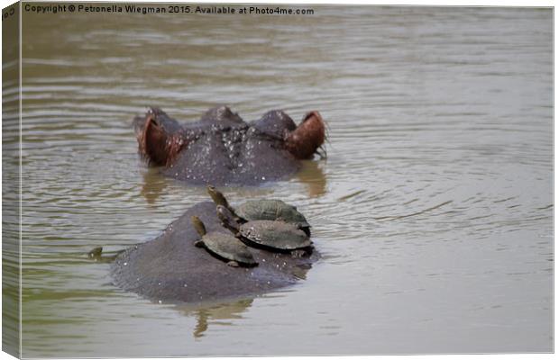 Hippo and Helmeted Terrapins Canvas Print by Petronella Wiegman