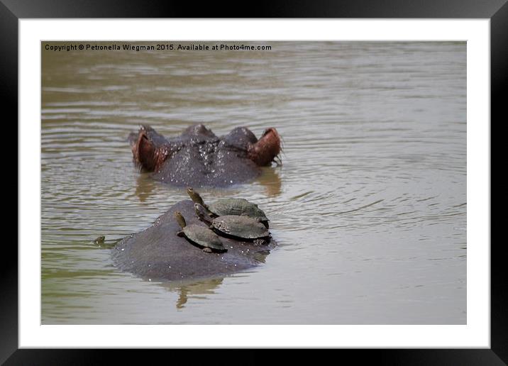 Hippo and Helmeted Terrapins Framed Mounted Print by Petronella Wiegman