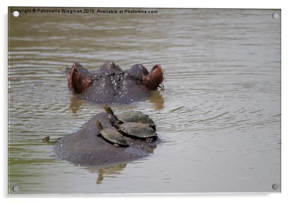 Hippo and Helmeted Terrapins Acrylic by Petronella Wiegman