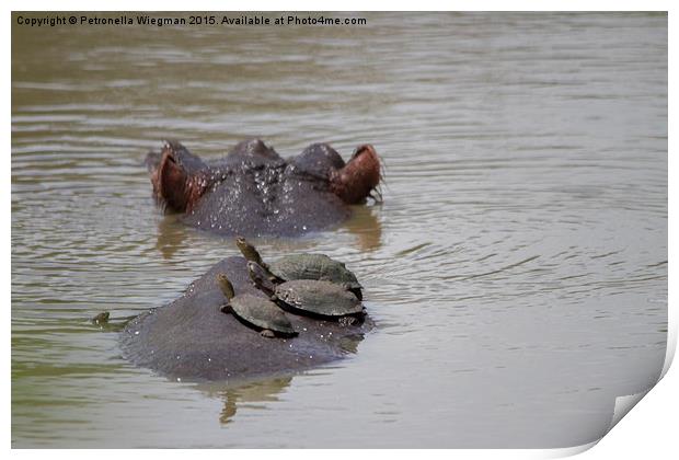 Hippo and Helmeted Terrapins Print by Petronella Wiegman