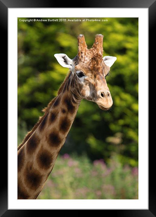  Giraffe Framed Mounted Print by Andrew Bartlett