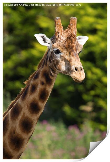  Giraffe Print by Andrew Bartlett