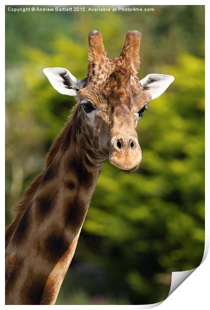  Giraffe Print by Andrew Bartlett