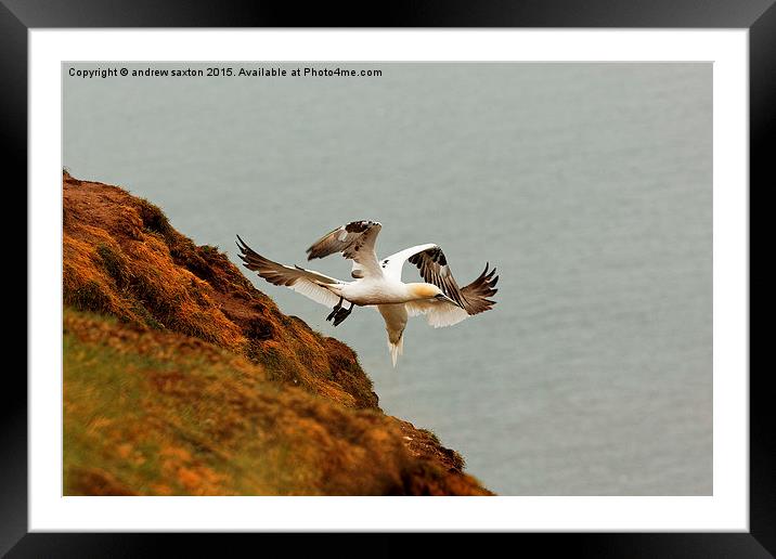  TWO INTO ONE Framed Mounted Print by andrew saxton