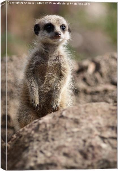  Young Meerkat Canvas Print by Andrew Bartlett