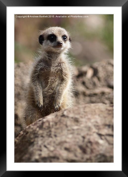  Young Meerkat Framed Mounted Print by Andrew Bartlett