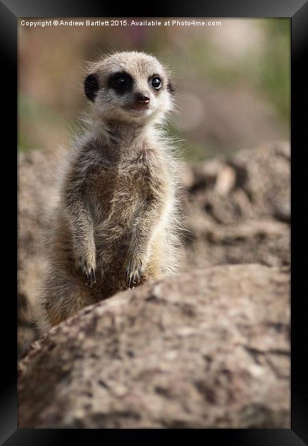  Young Meerkat Framed Print by Andrew Bartlett