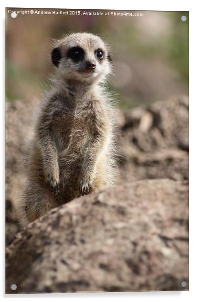  Young Meerkat Acrylic by Andrew Bartlett