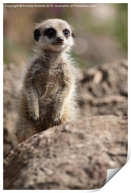  Young Meerkat Print by Andrew Bartlett